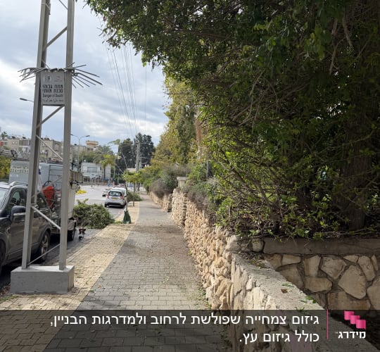 שביל עם עצים ושיחים בצד הדרך